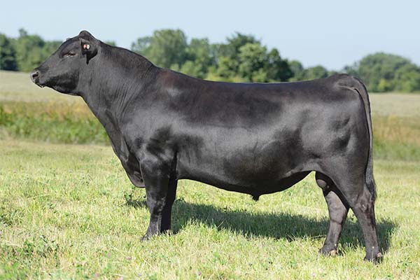 PAR Angus Sires Pearcy Angus Ranch Fairy TX