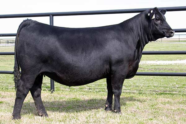 Fulcher/ TK Rita 3017